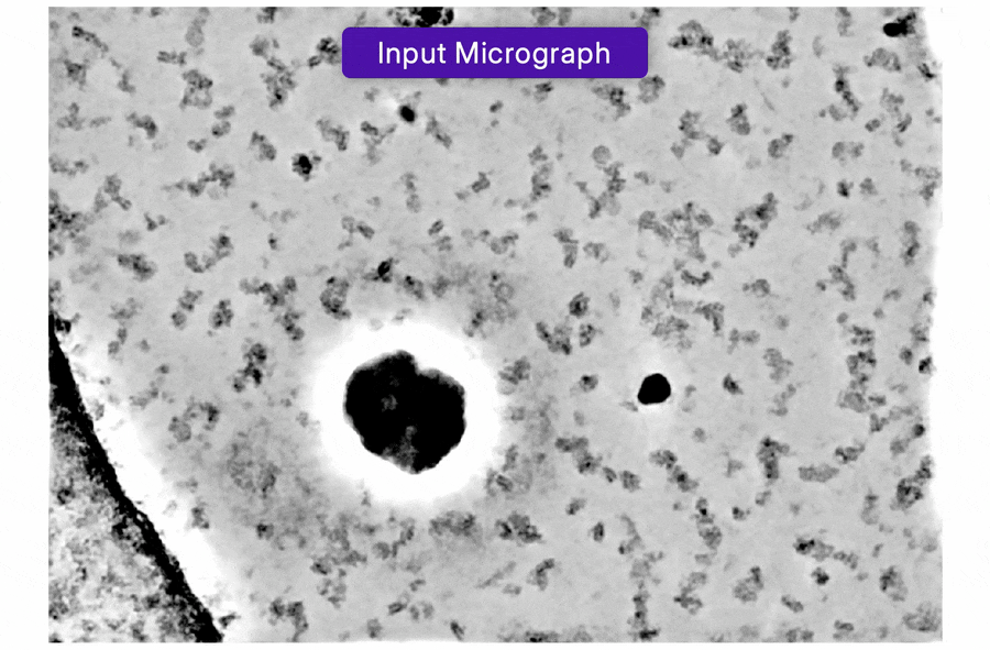 Micrograph Junk Detector process